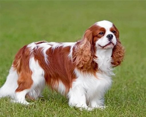 king-charles-spaniel-paint-by-number