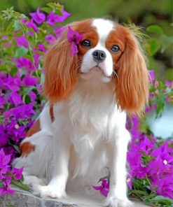 king-charles-spaniel-puppy-animal-paint-by-numbers