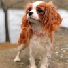 king-charles-spaniel-puppy-paint-by-number
