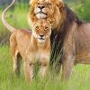 lion-and-lioness-couple-paint-by-number