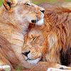 lion-and-lioness-love-paint-by-number