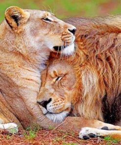 lion-and-lioness-love-paint-by-number
