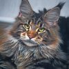 maine-coon-cat-paint-by-numbers