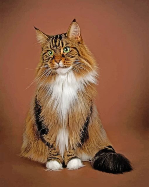maine-coon-paint-by-numbers