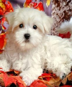 maltese-puppy-paint-by-number