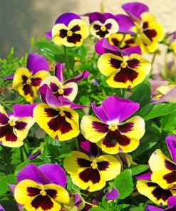 pansy-flowers-paint-by-numbers