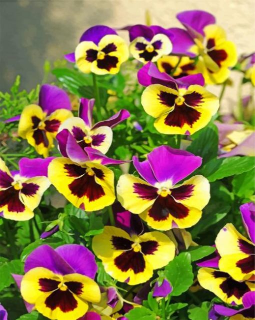 pansy-flowers-paint-by-numbers