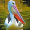 pelican--bird-paint-by-numbers
