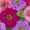 Pink And Purple Zinnias paint by numbers