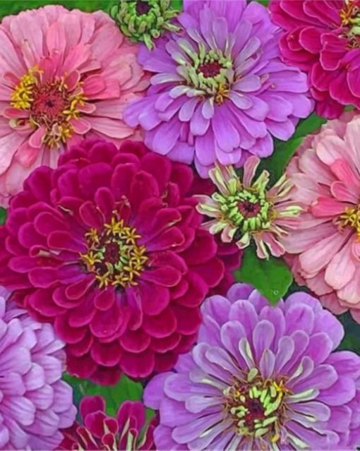 Pink And Purple Zinnias paint by numbers