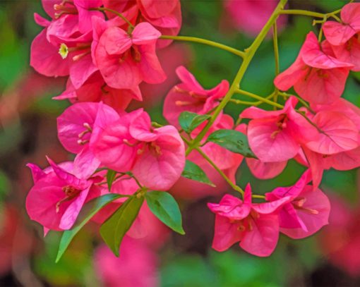 pink-bougainvillea-paint-by-numbers