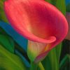 pink-calla-lily-paint-by-numbers