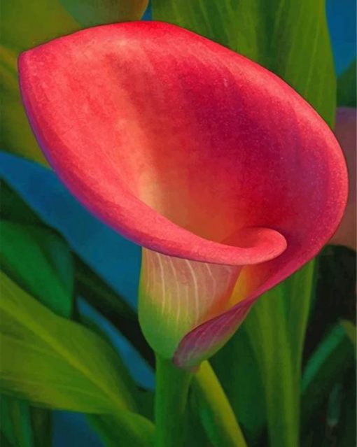 pink-calla-lily-paint-by-numbers
