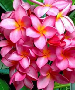 pink-frangipani-paint-by-numbers