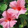 pink-hibiscus-paint-by-number