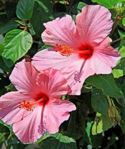 pink-hibiscus-paint-by-number