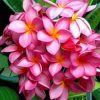 Pink Plumeria paint by numbers