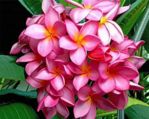 Pink Plumeria paint by numbers