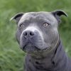 pit-bull-terrier-close-up-paint-by-numbers