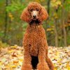 poodle-dog-paint-by-number