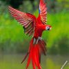 red-flying-macaws-paint-by-number