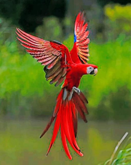 red-flying-macaws-paint-by-number