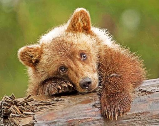 sad-brown-baby-bear-paint-by-number