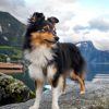 sheltie-paint-by-number