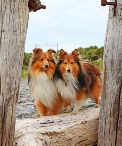 shelties-dogs-paint-by-number
