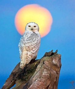 snowy-owl-moon-paint-by-number