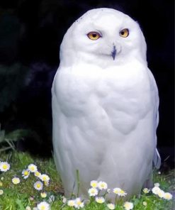 snowy-white-owl-paint-by-numbers