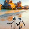 south-african-penguin-paint-by-number