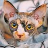 sphynx-cat-paint-by-numbers