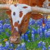 texas-longhorn-in-bluebonnets-paint-by-number