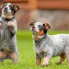 two-Blue-Heeler--paint-by-numbers