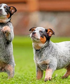 two-Blue-Heeler--paint-by-numbers