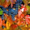 vineyard-and-leaves-paint-by-numbers