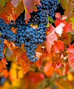vineyard-and-leaves-paint-by-numbers