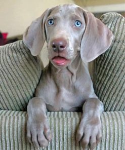 weimaraner-dog-paint-by-numbers