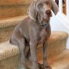 weimaraner-paint-by-number