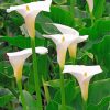 white-arum-lilies-paint-by-numbers