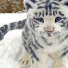 white-baby-tiger-paint-by-numbers