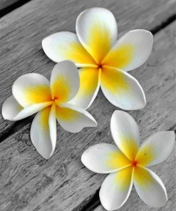 white-frangipani-flower-paint-by-numbers