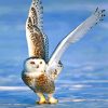 white-owl-paint-by-number