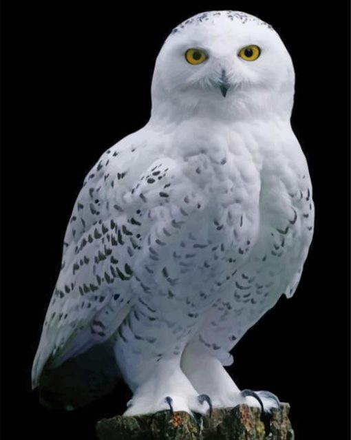 white-owl-paint-by-numbers