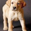 yellow-labrador-paint-by-numbers
