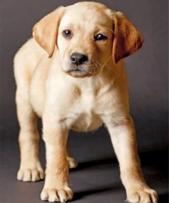 yellow-labrador-paint-by-numbers