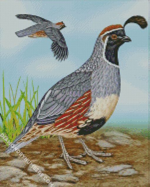 Gambel's Quail Birds diamond painting
