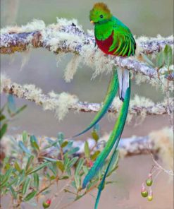 Green Quetzal Bird diamond painting