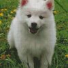 cute american eskimo dog diamond painting